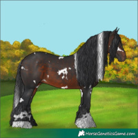 Horse Color:White Spotted Brown