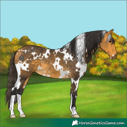 Horse Color:White Spotted Buckskin 