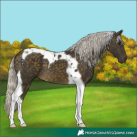 Horse Color:Silver Buckskin Tobiano 