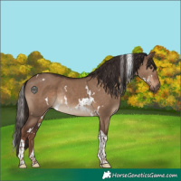 Horse Color:White Spotted Liver Red Dun Tobiano Rabicano
