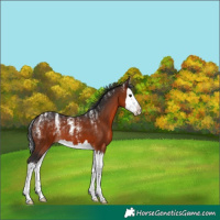 Horse Color:Powder White Brown Splash 