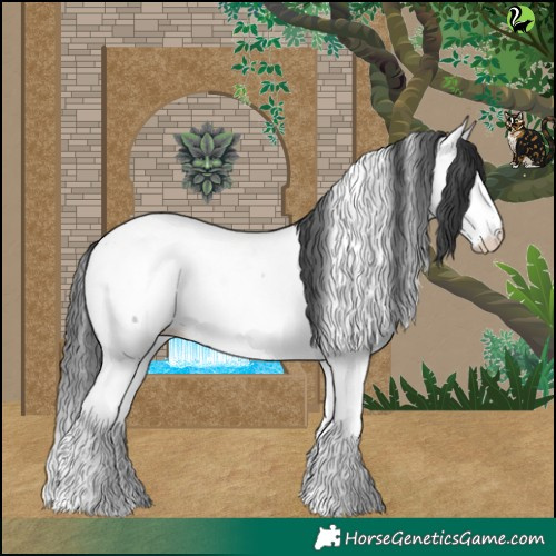 Horse Color:Blue Roan Splash Appaloosa 