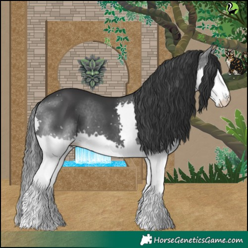Horse Color:Black Splash 