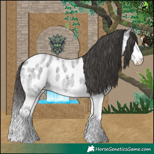 Horse Color:Blue Roan Splash Appaloosa 