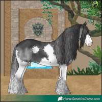 Horse Color:Black Splash 