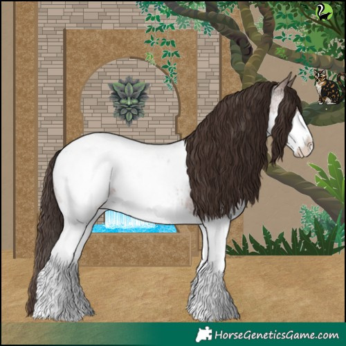 Horse Color:Brown Roan Splash Appaloosa 