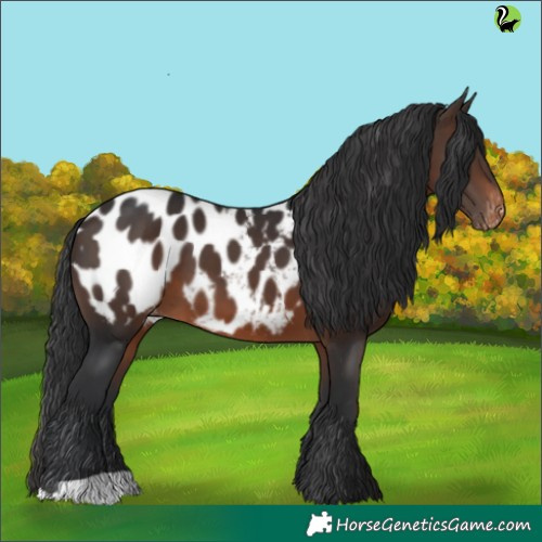 Horse Color:Brown Appaloosa 