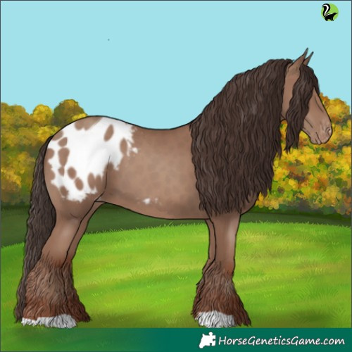 Horse Color:Classic Champagne Appaloosa 