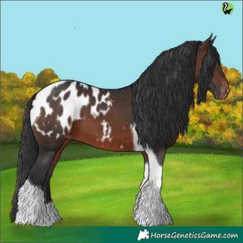 Horse Color:Brown Tobiano Appaloosa 