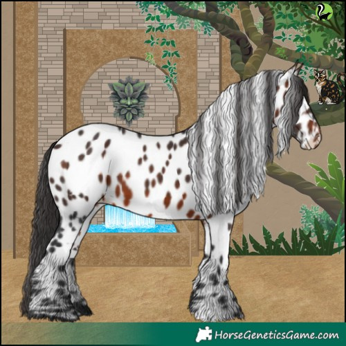 Horse Color:Brown Appaloosa 