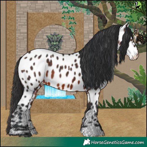Horse Color:Brown Appaloosa 