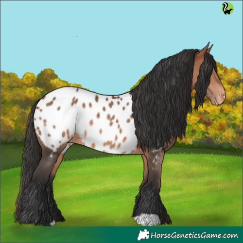 Horse Color:Bay Appaloosa 