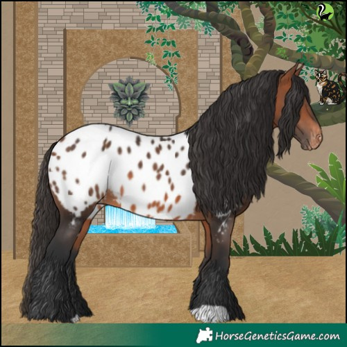 Horse Color:Bay Appaloosa 