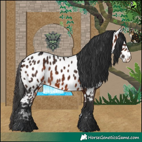Horse Color:Brown Appaloosa 