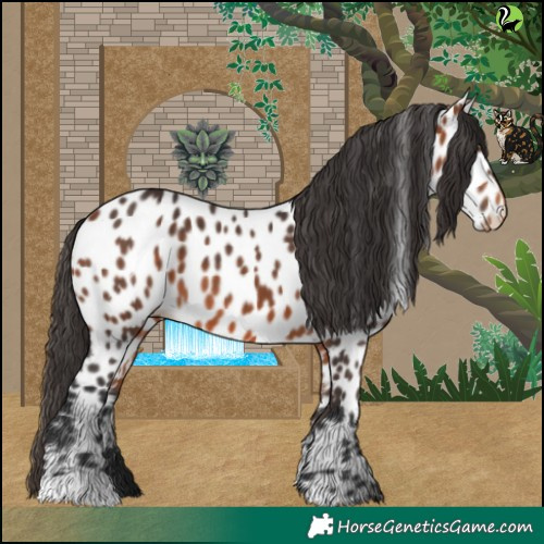 Horse Color:Bay Appaloosa 