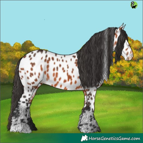 Horse Color:Bay Appaloosa