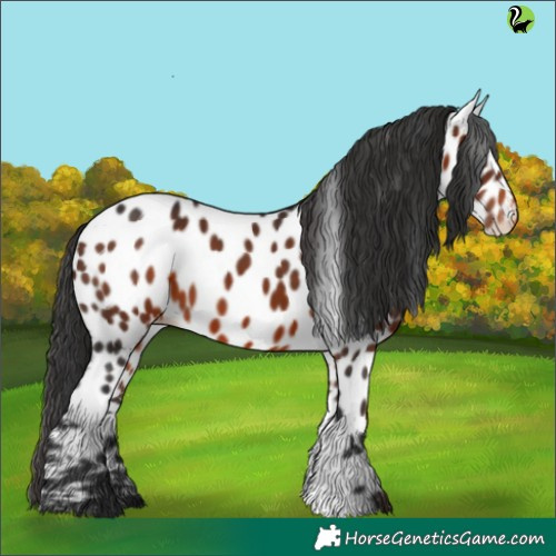 Horse Color:Brown Appaloosa 
