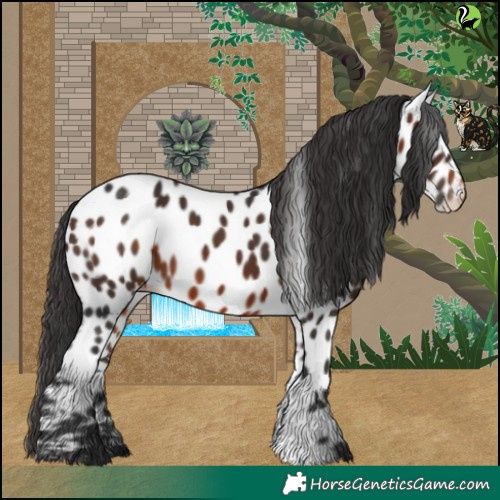 Horse Color:Brown Appaloosa 