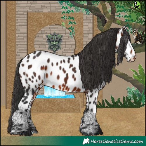 Horse Color:Brown Appaloosa 