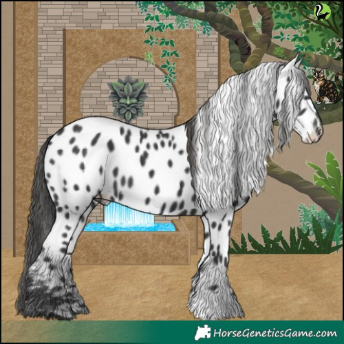 Horse Color:Black Near Leopard 