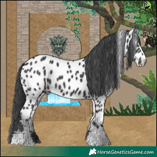 Horse Color:Black Near Leopard 
