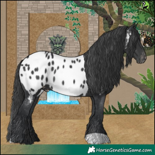 Horse Color:Black Blanket 