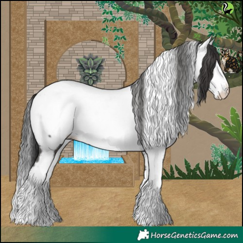 Horse Color:Black Splash Appaloosa 