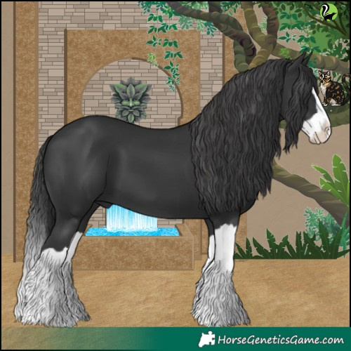 Horse Color:Black Splash 