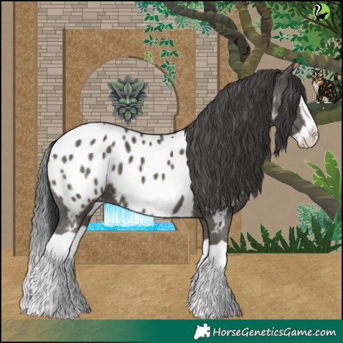 Horse Color:Black Splash Appaloosa 