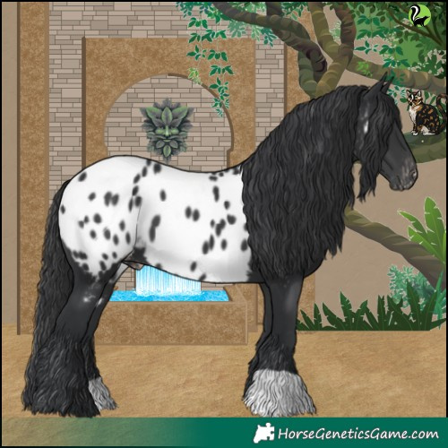Horse Color:Black Blanket 