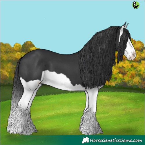 Horse Color:Black Splash