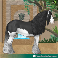 Horse Color:Black Splash