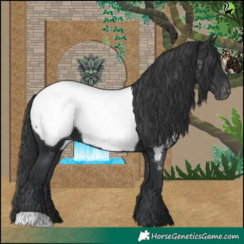 Horse Color:Black Appaloosa 