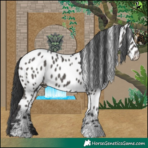 Horse Color:Black Near Leopard 
