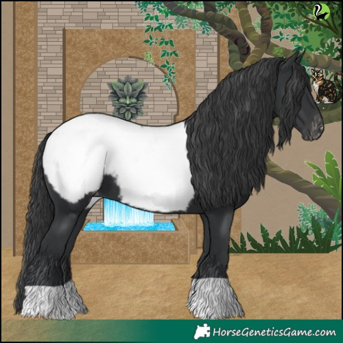 Horse Color:Black Snowcap 