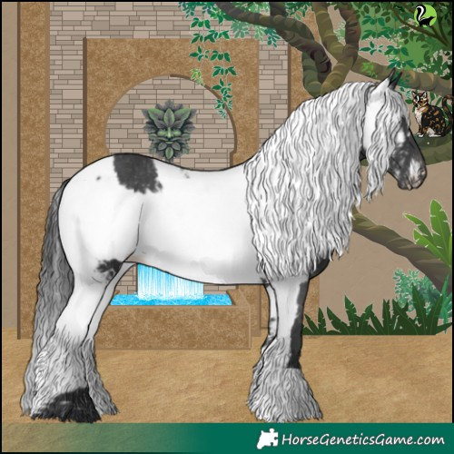 Horse Color:Black Appaloosa 