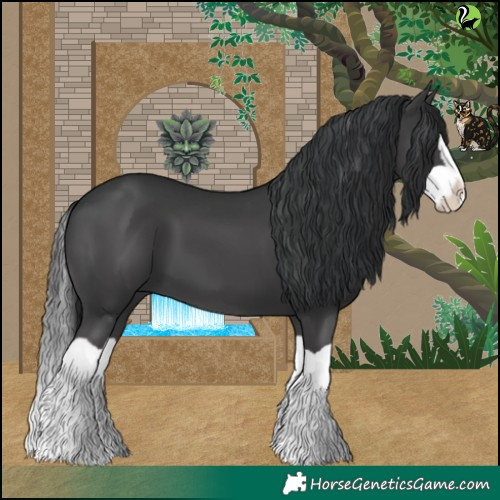 Horse Color:Black Splash 