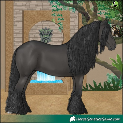 Horse Color:Black 