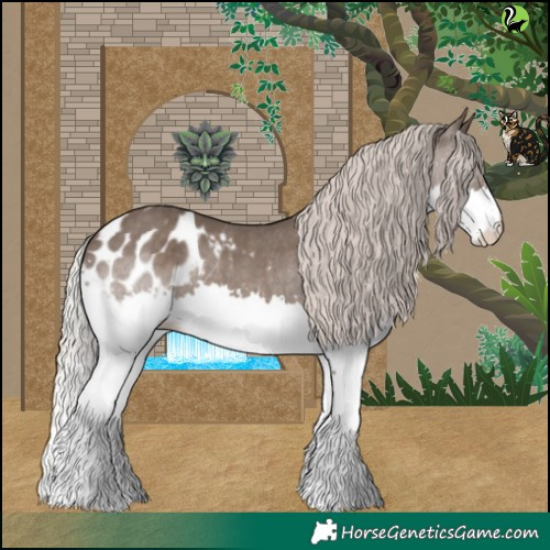 Horse Color:Silver Black Splash Appaloosa 