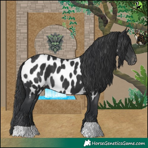 Horse Color:Black Appaloosa 