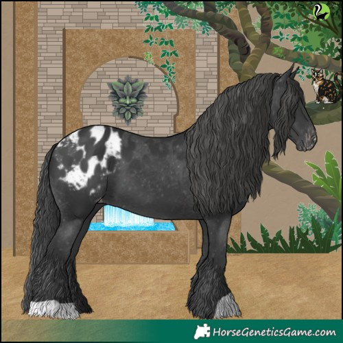 Horse Color:Black Appaloosa 