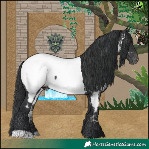 Horse Color:Black Appaloosa 