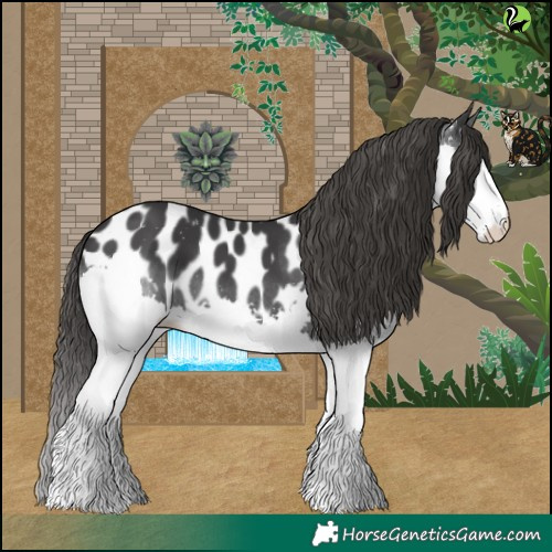 Horse Color:Black Splash Appaloosa 