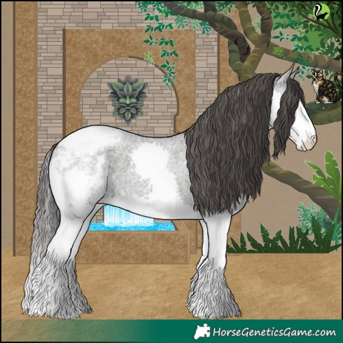 Horse Color:Blue Roan Splash Appaloosa 