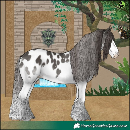 Horse Color:Black Splash Appaloosa 