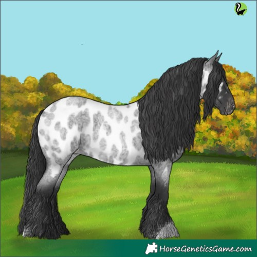 Horse Color:Blue Roan Appaloosa 