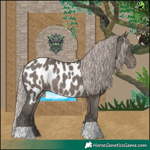 Horse Color:Silver Black Appaloosa 