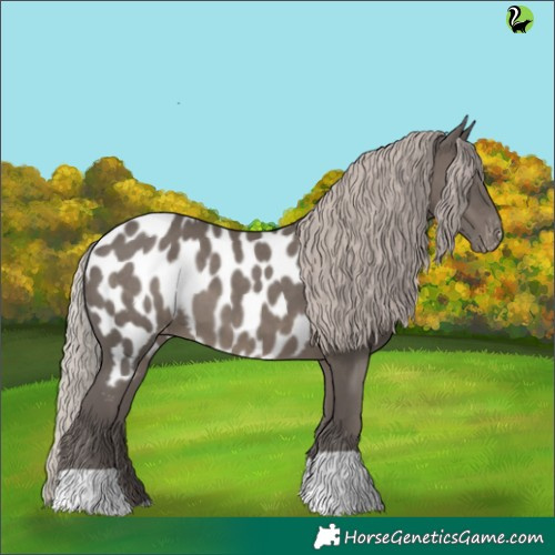 Horse Color:Silver Black Appaloosa 