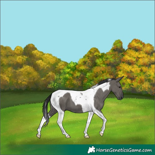 Horse Color:Grullo Tobiano 