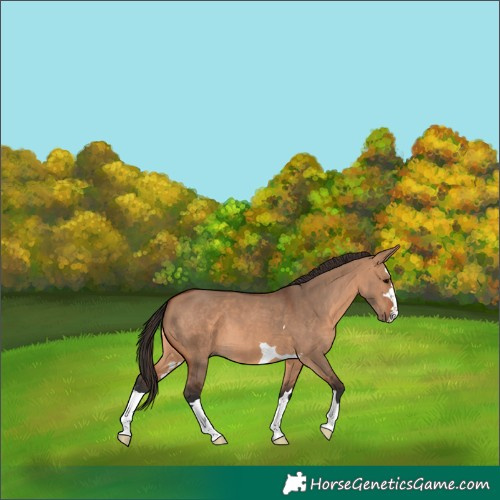 Horse Color:Bay Dun 